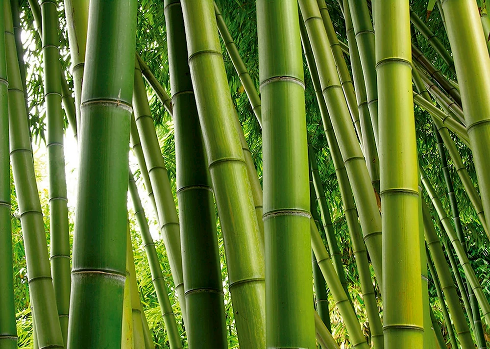 Флизелиновые фотообои ТП-449 бамбук 1
