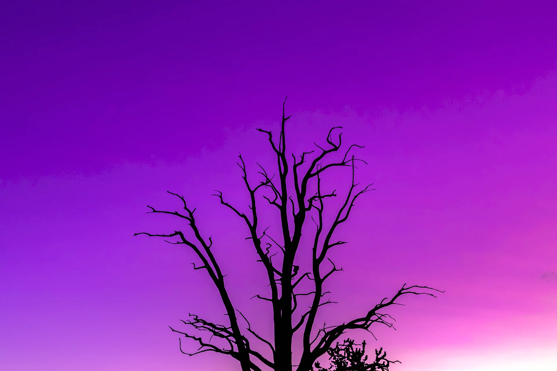Фон дерево фиолетовое