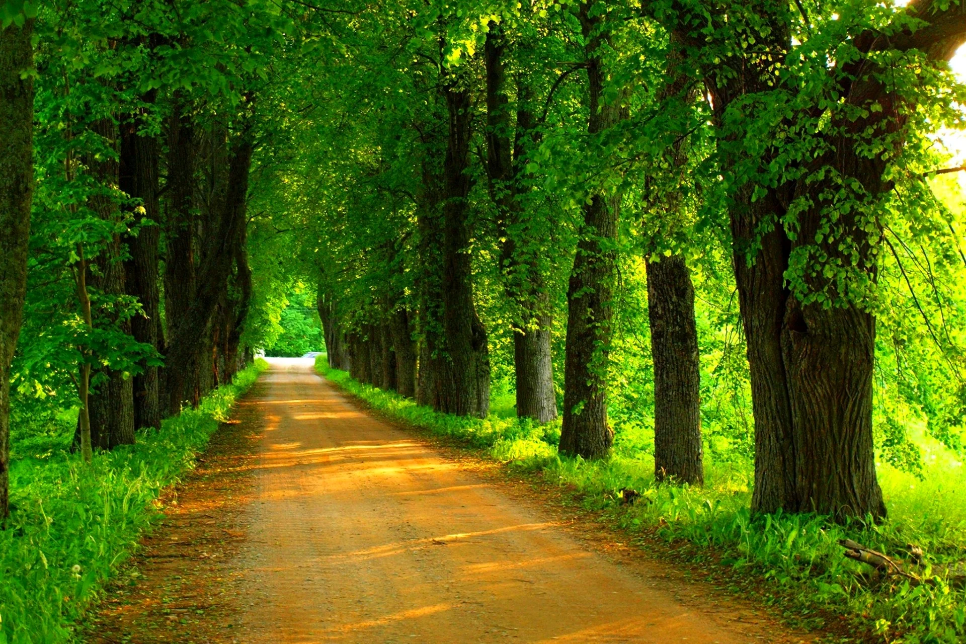 Фон красивый дорога и дерево