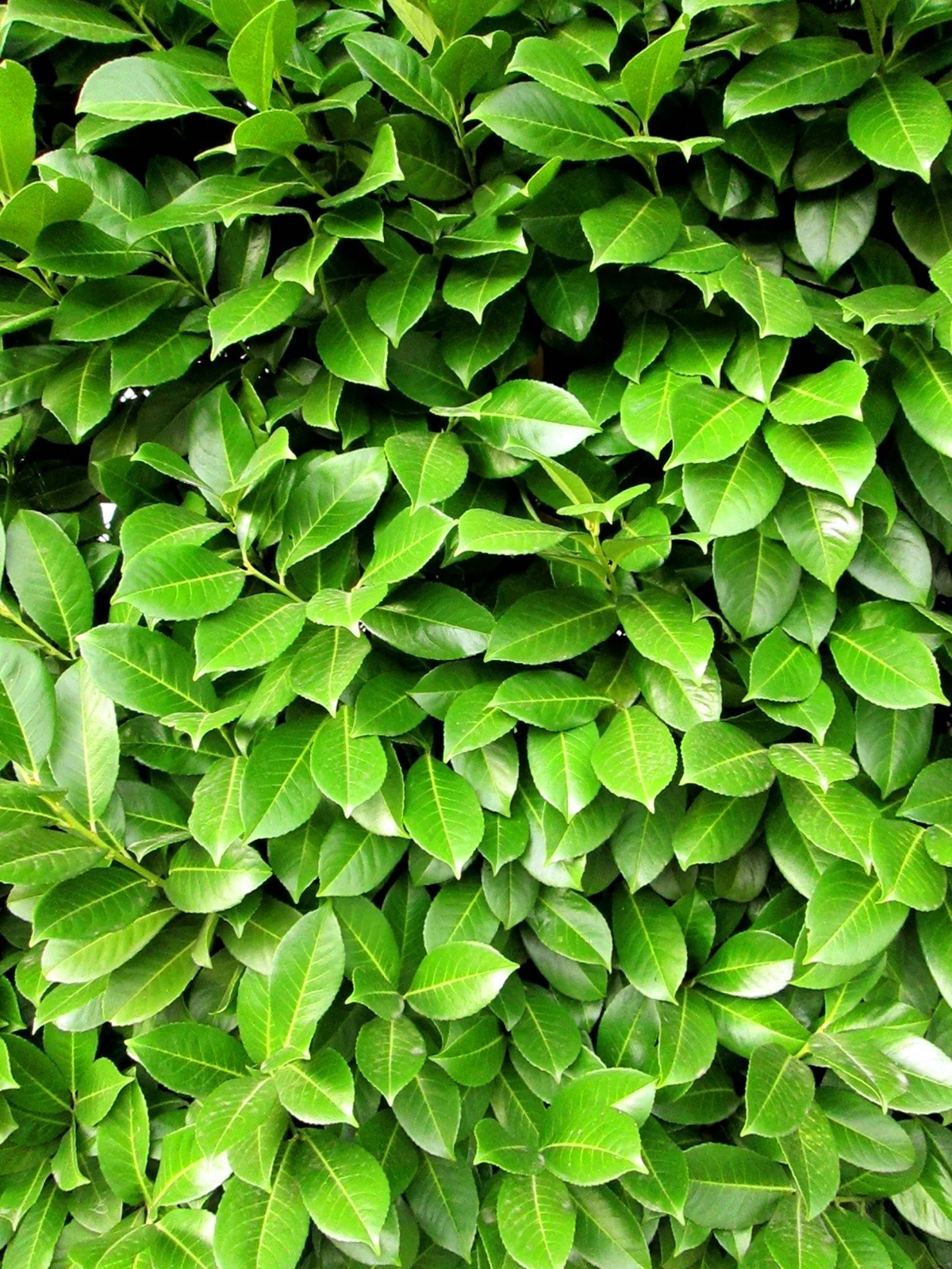 Фон зеленый с листочками травой