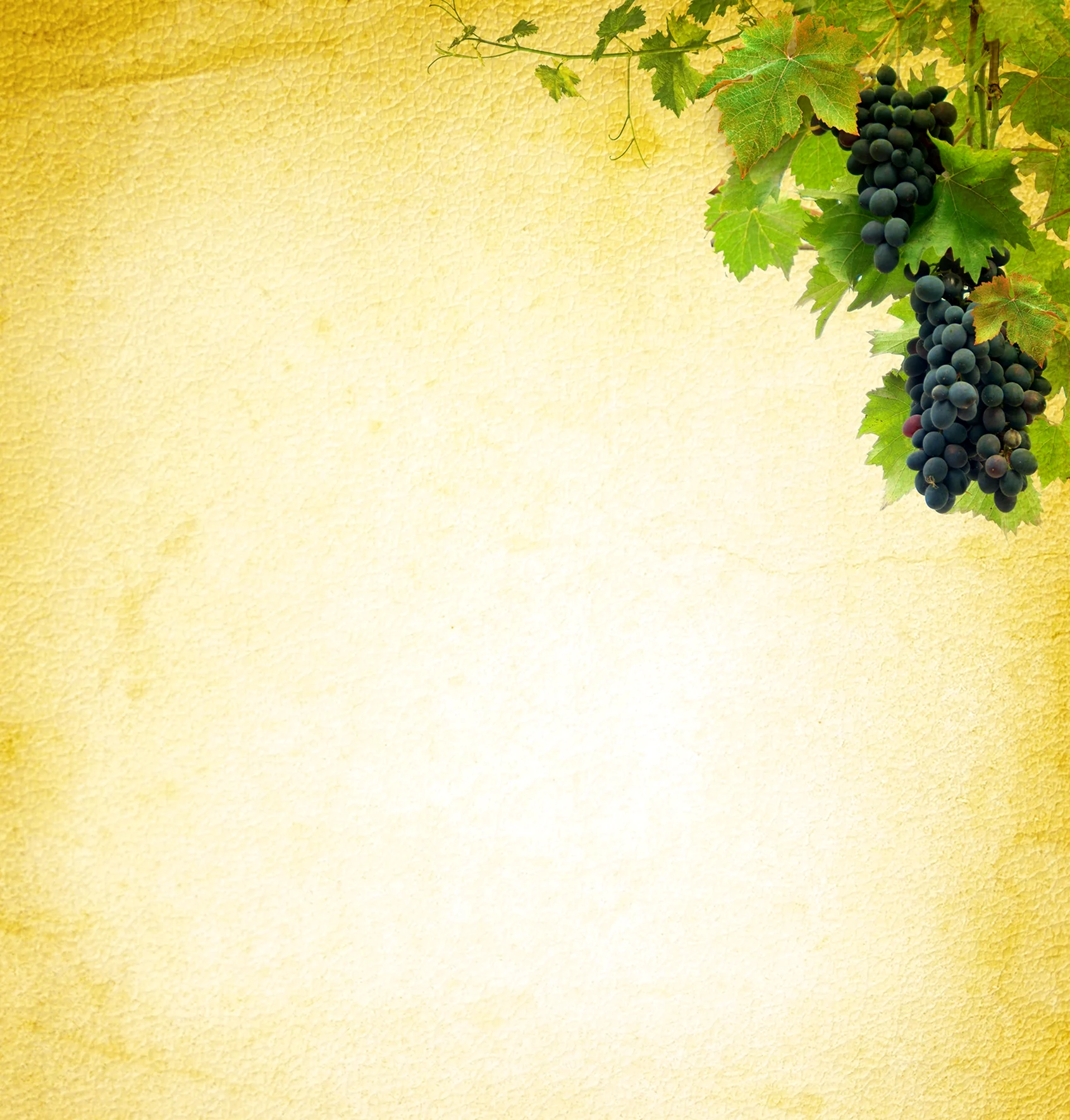 Фоны с виноградом на бумаге