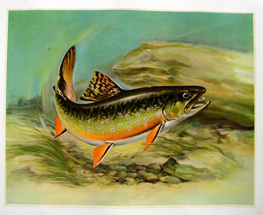 Форель рыба картина