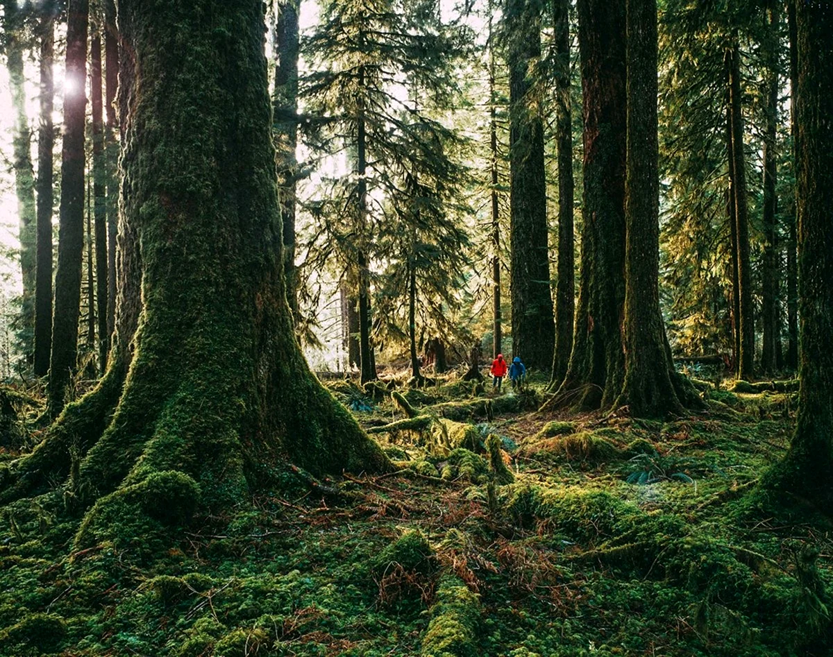 Форкс штат Вашингтон лес