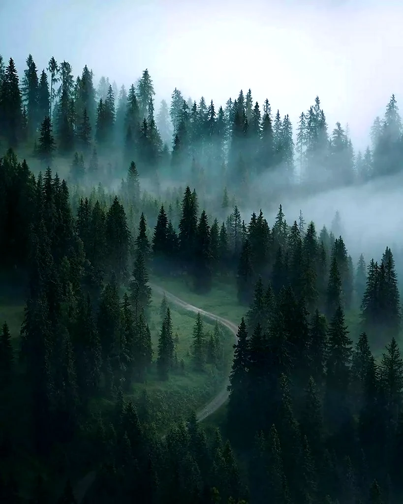 Форкс штат Вашингтон туман