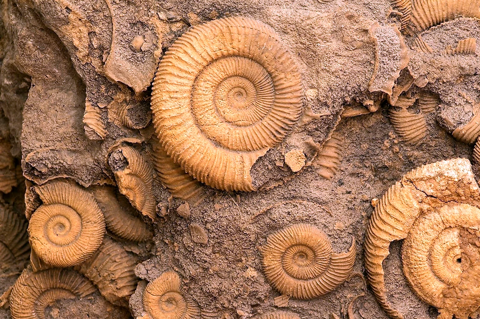 Fossil окаменелости
