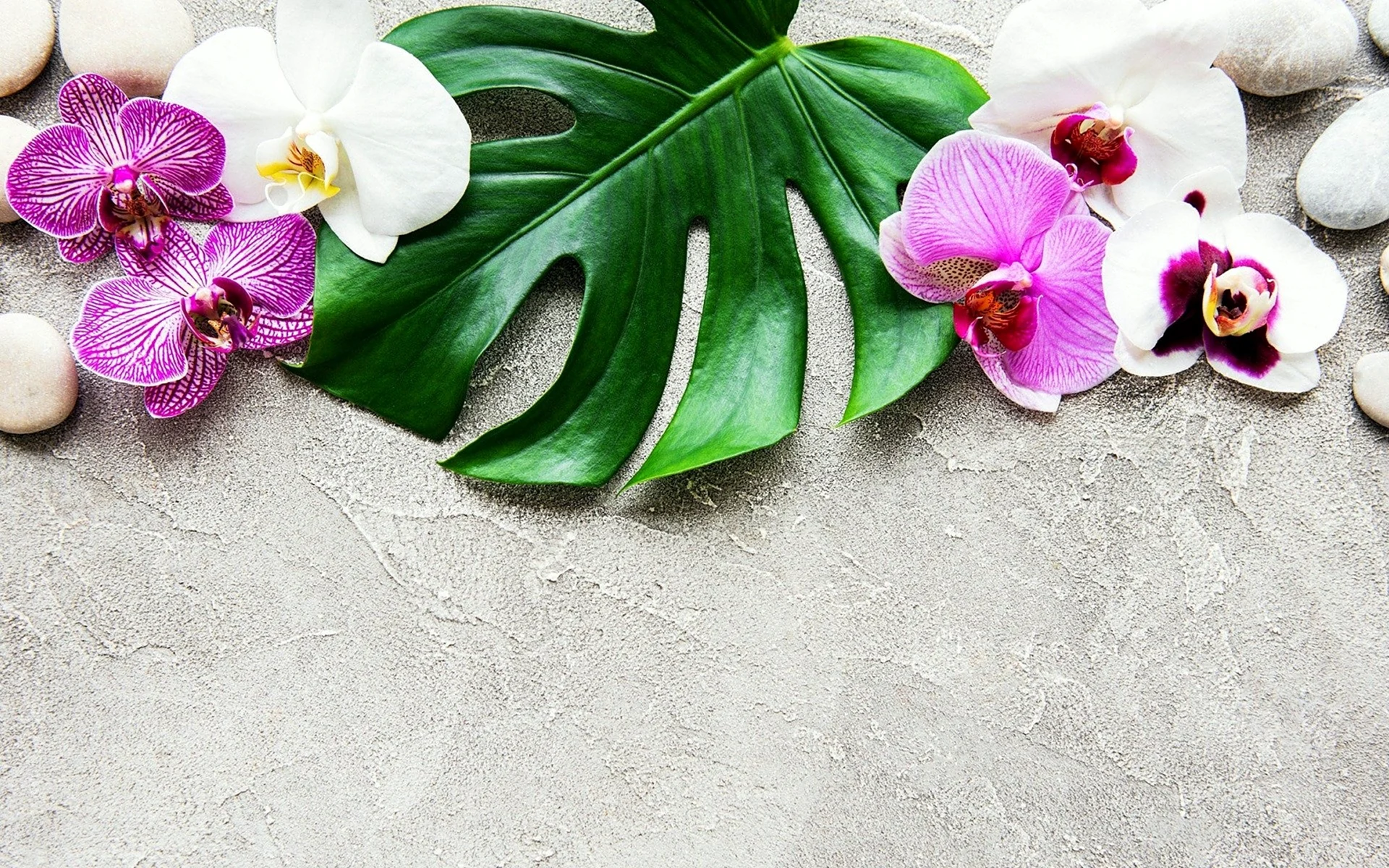 Фотофон с орхидеями