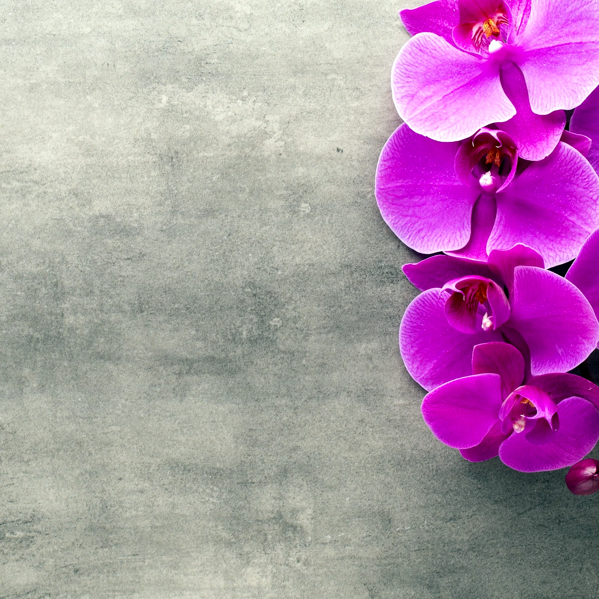 Фотофон с орхидеями