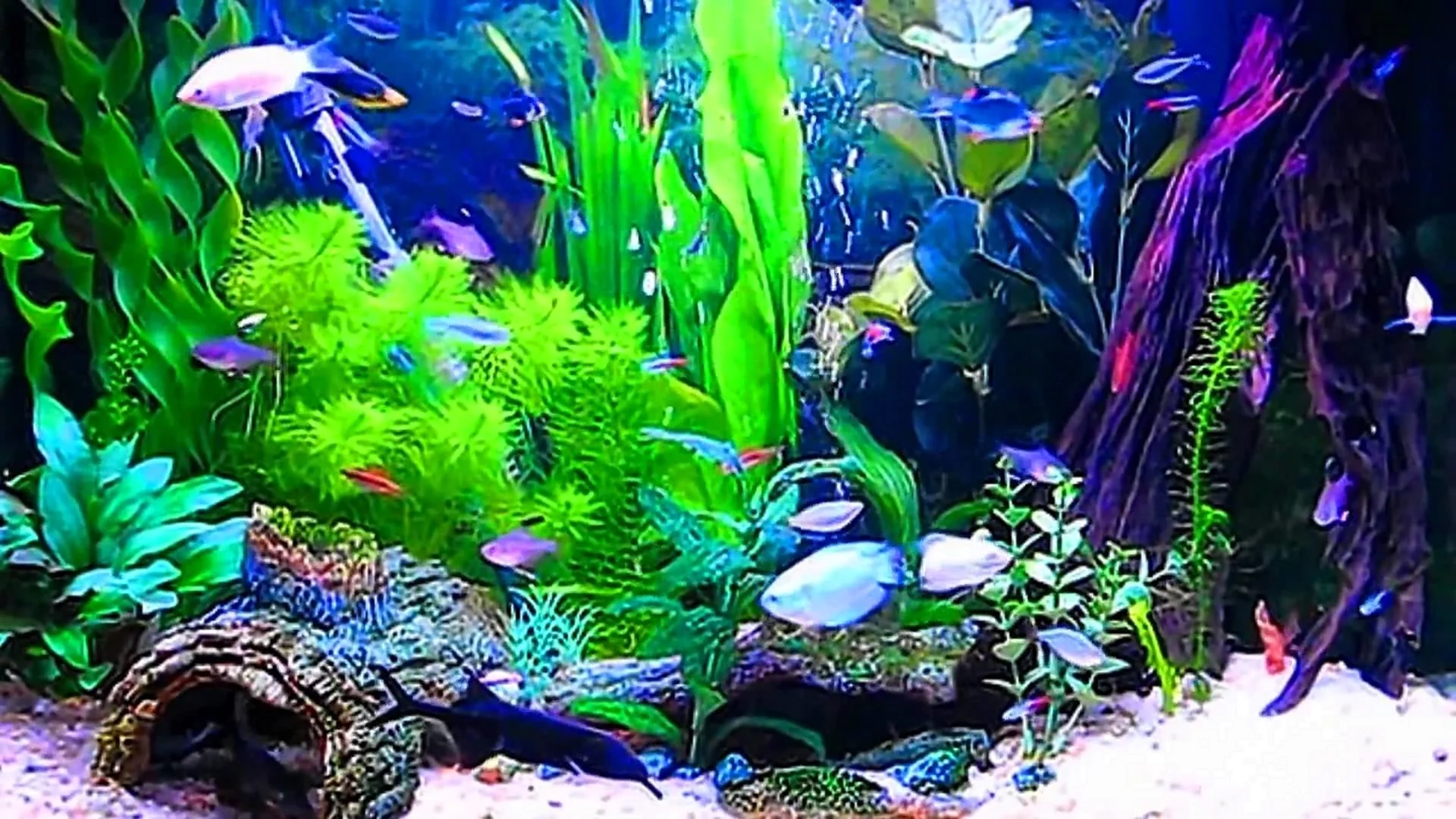 Фотообои аквариум
