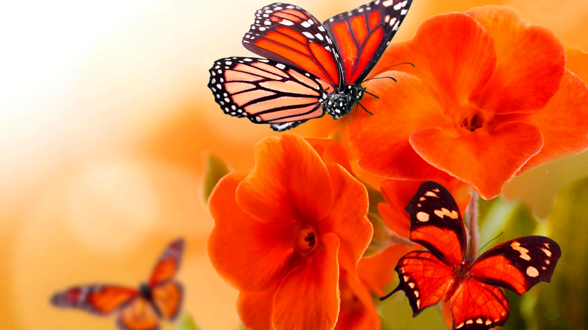 Фотообои бабочка на цветке