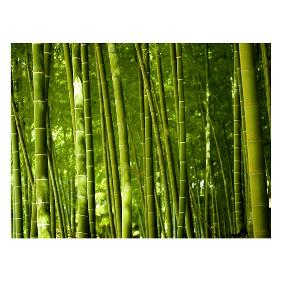 Фотообои бамбук