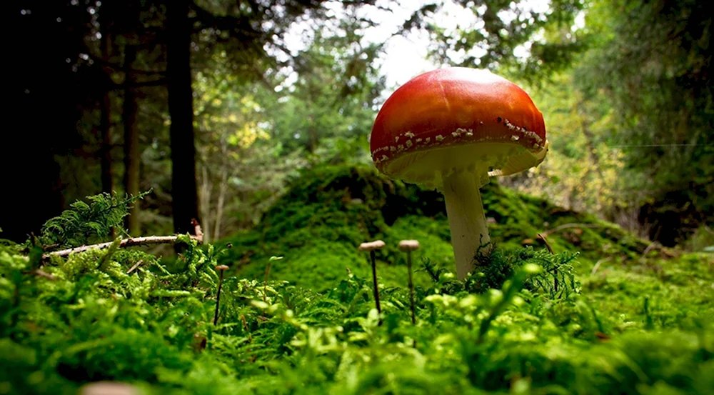 Фотообои грибы