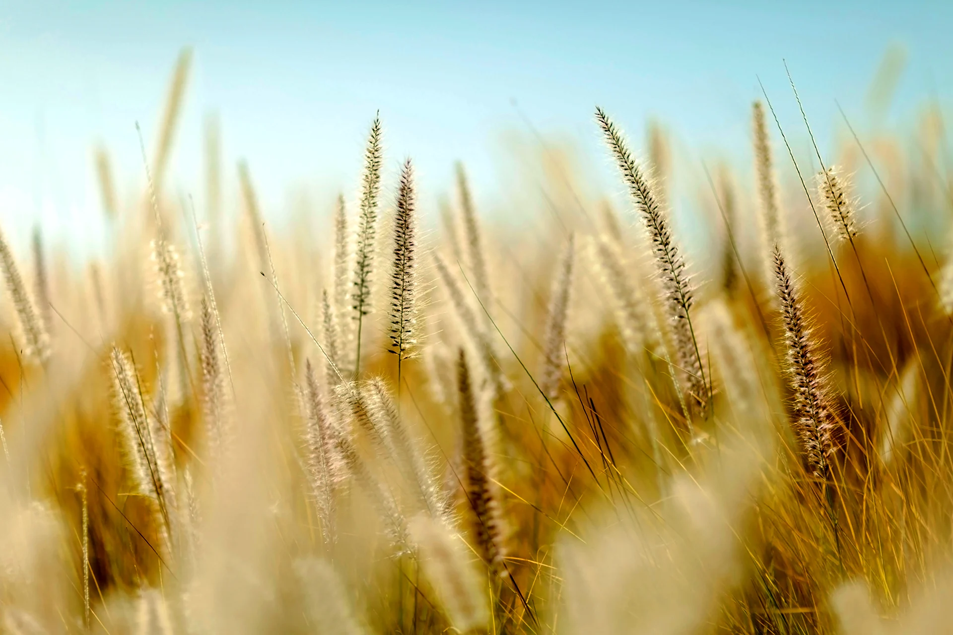 Фотообои пшеница