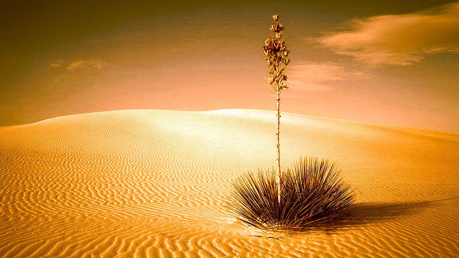 Фотообои пустыня
