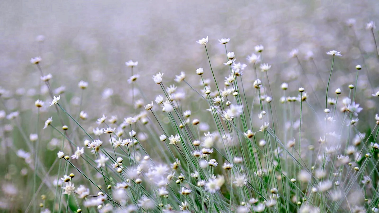 Фотообои трава