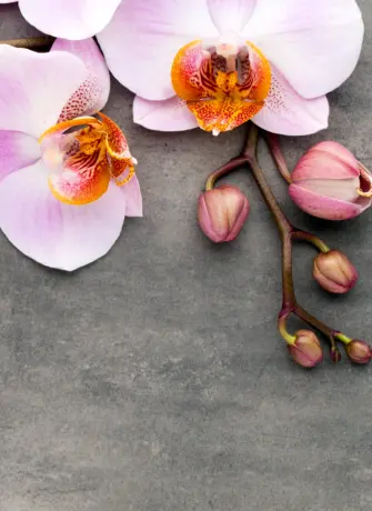 Фотопечать Орхидея