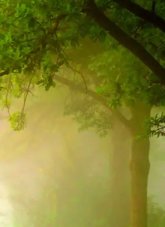 Фреска деревья в тумане