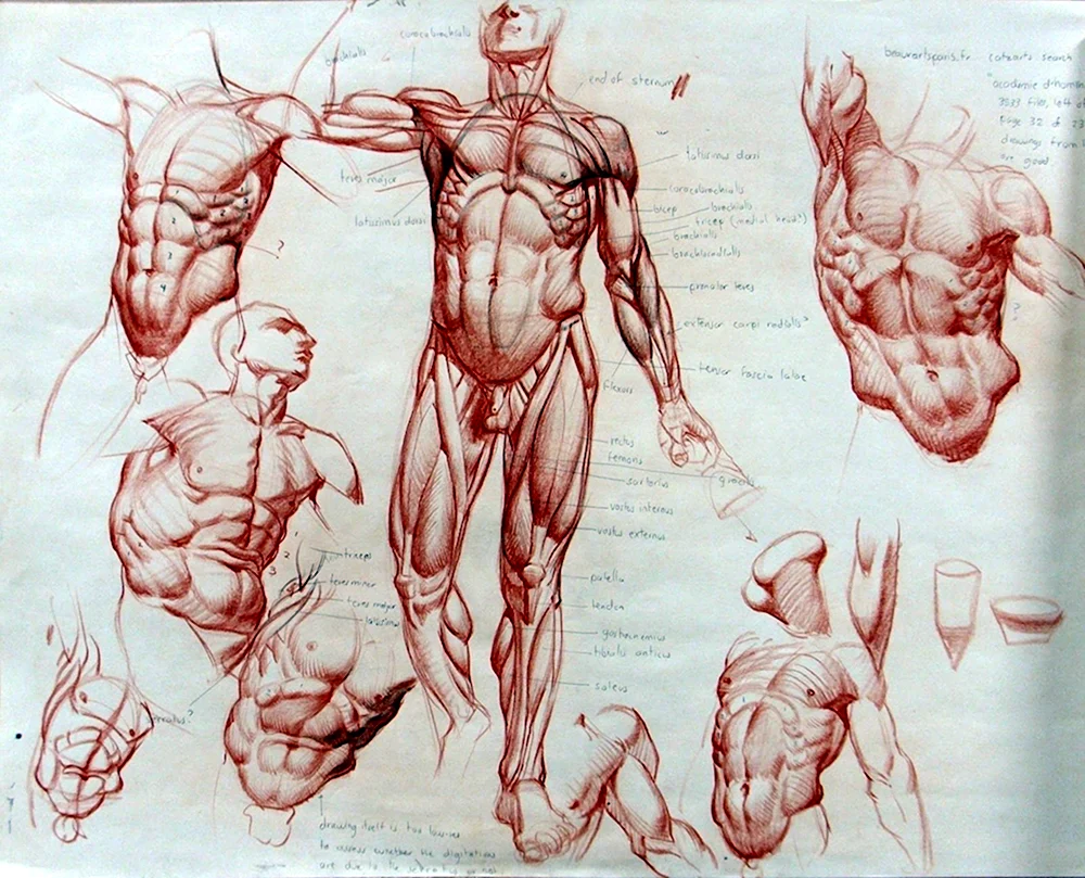 Фриц Шидер анатомия