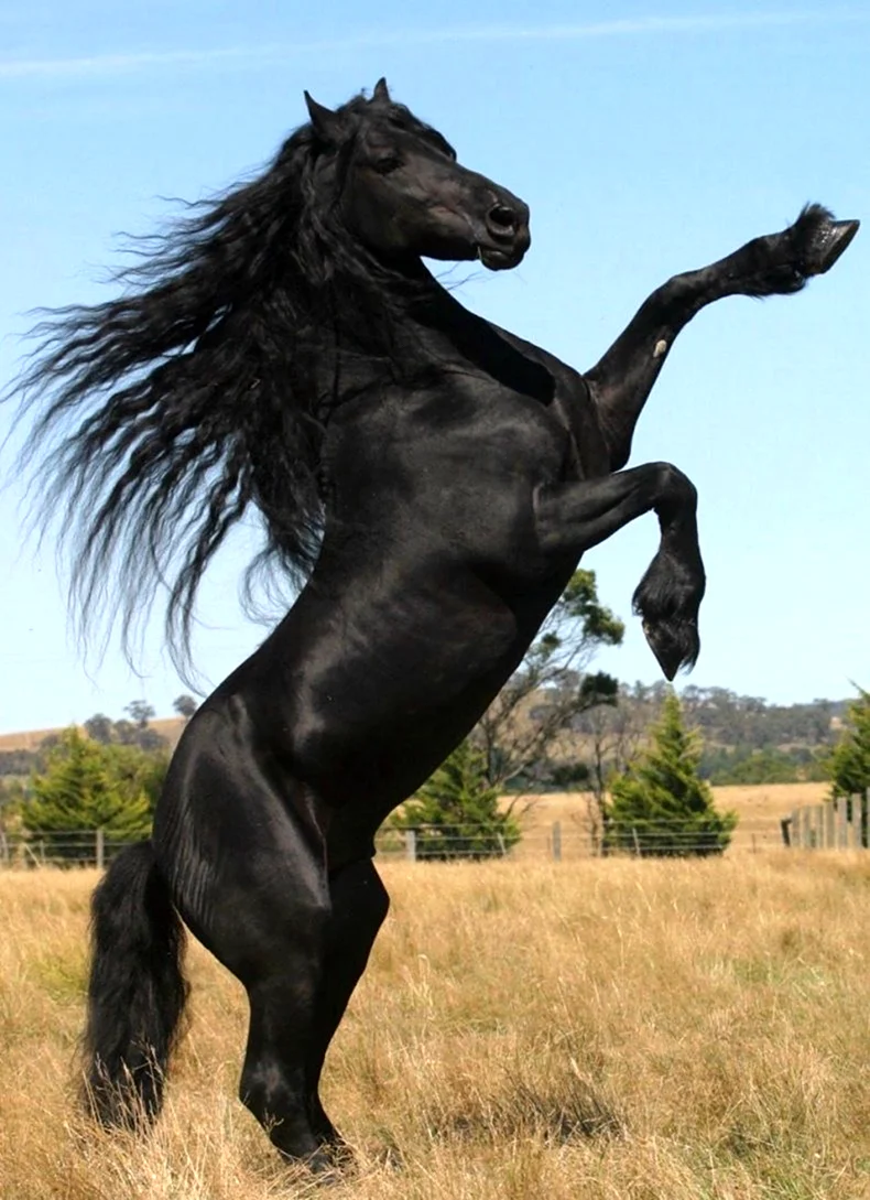 Фризская лошадь Буцефал