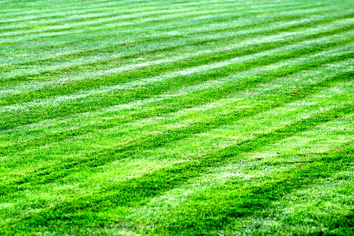 Футбольное поле трава