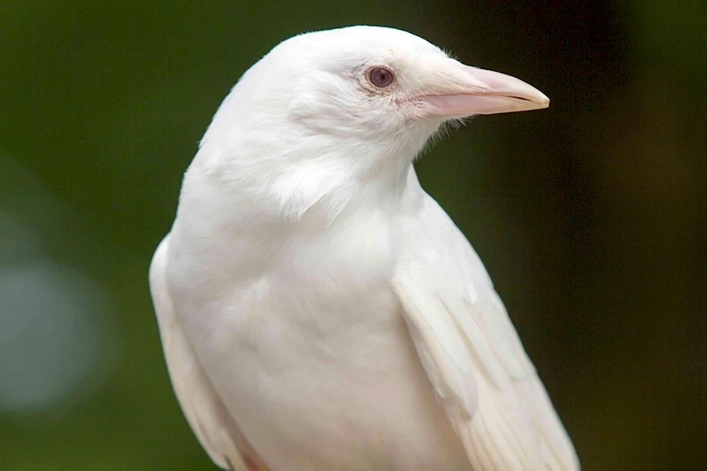Галка альбинос