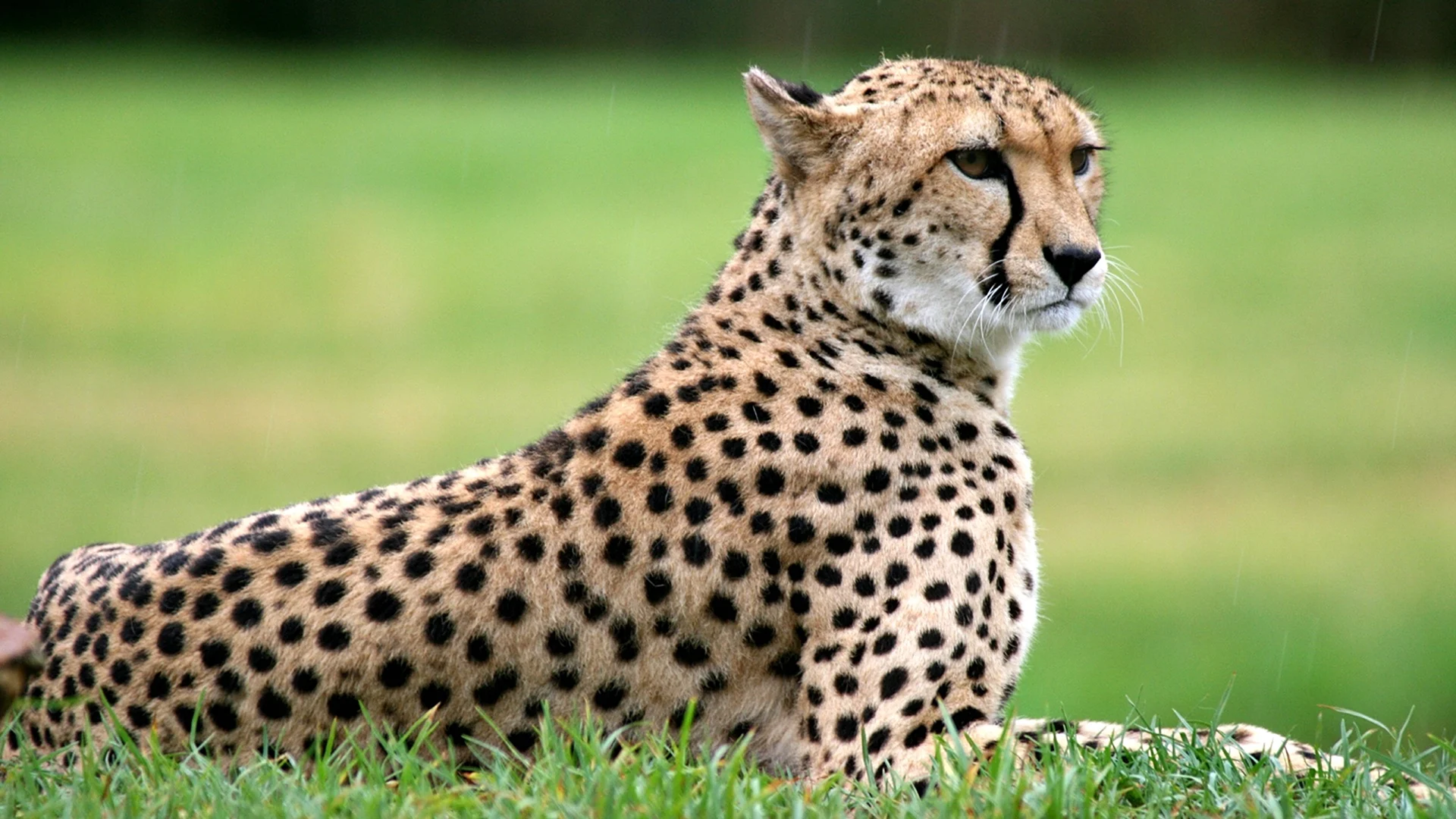 Гепард Cheetah 1994