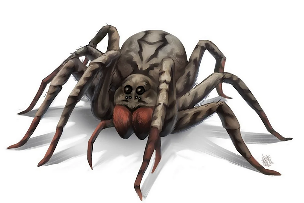 Гигантский паук ДНД