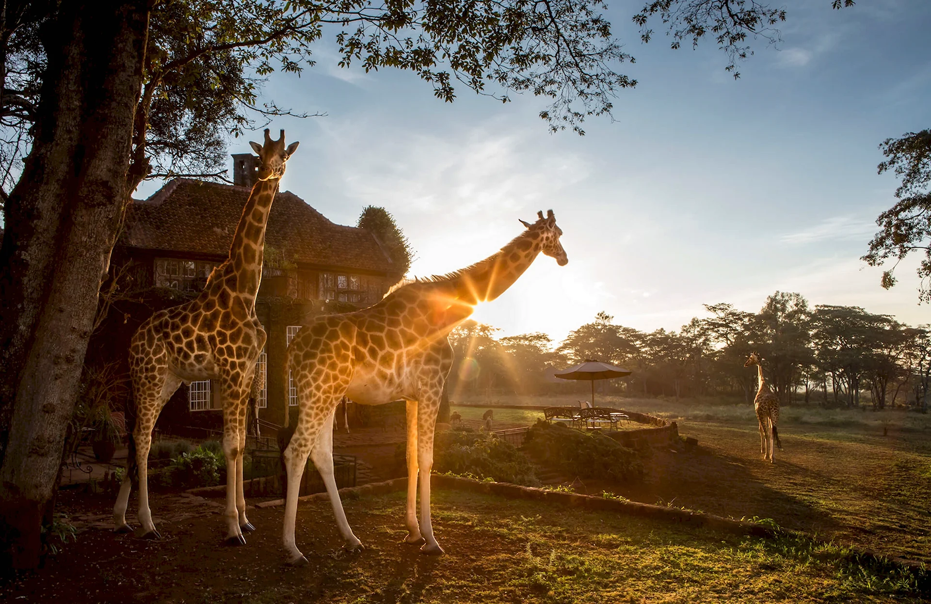 Giraffe Manor Кения