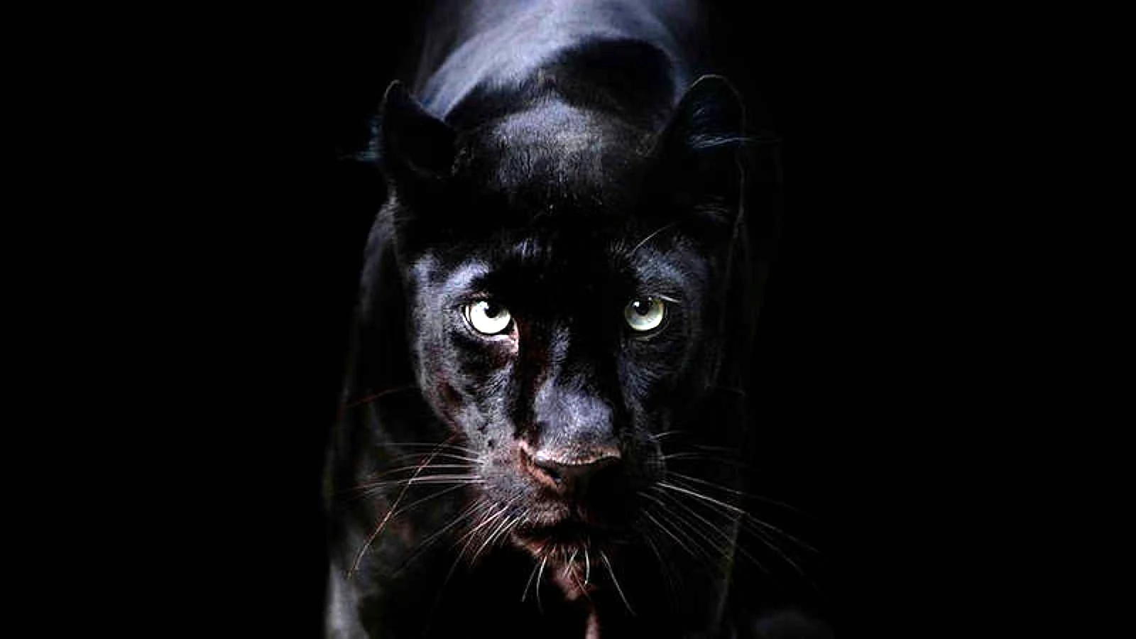 Глаза пантеры в темноте