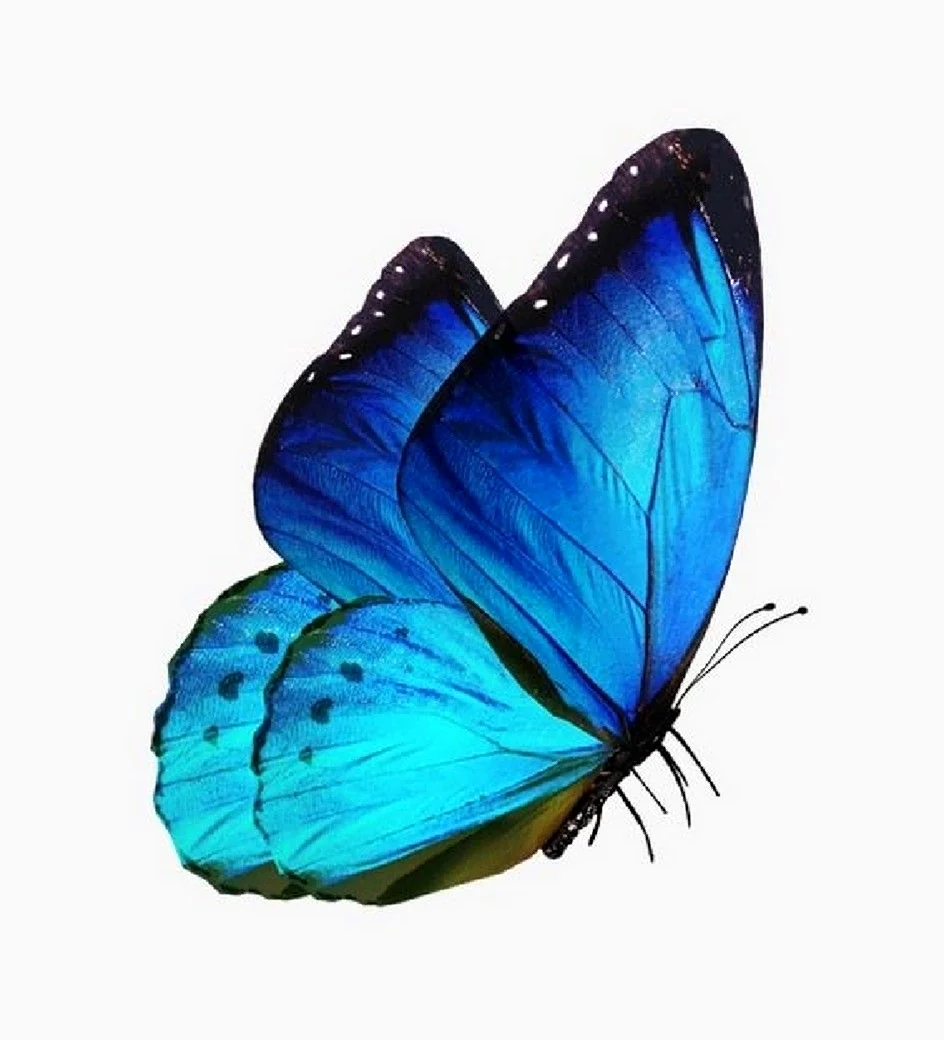 Голубая бабочка сбоку