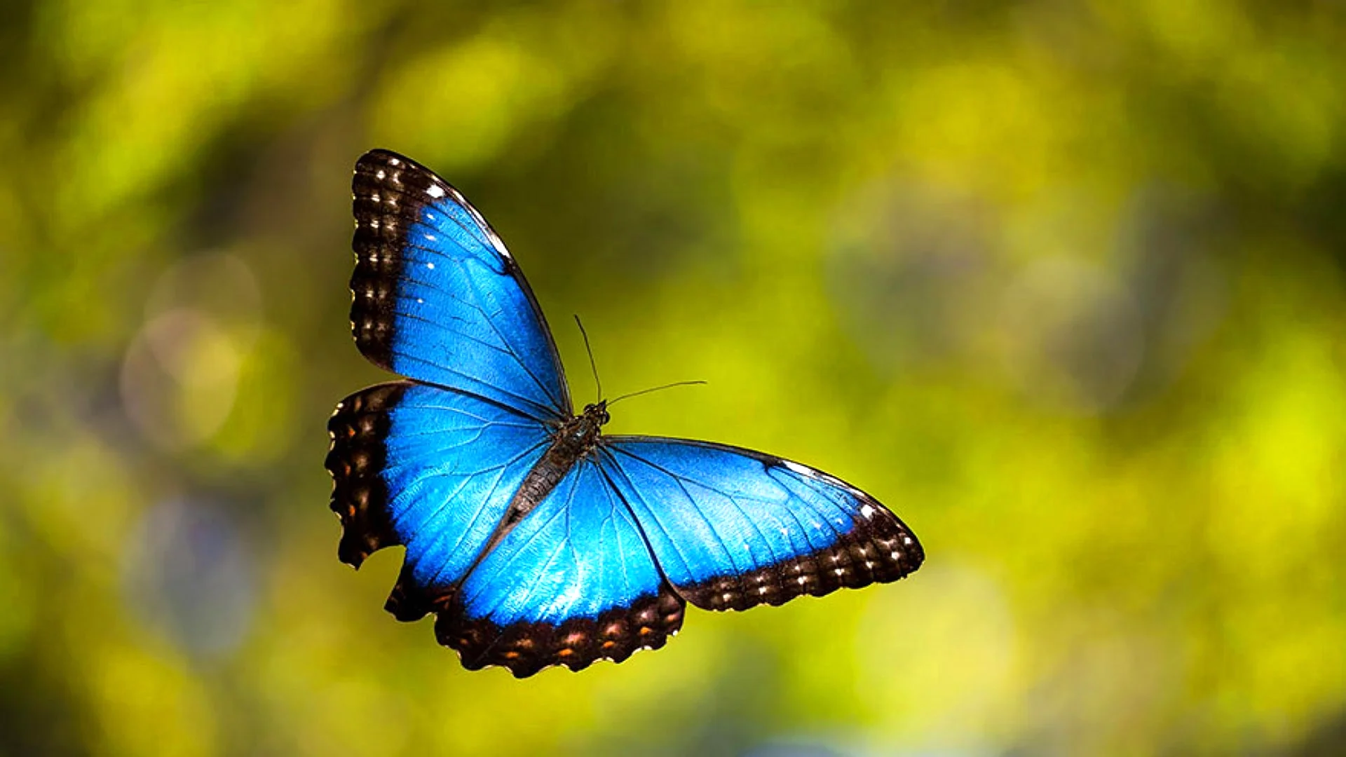 Голубая Морфо бабочка