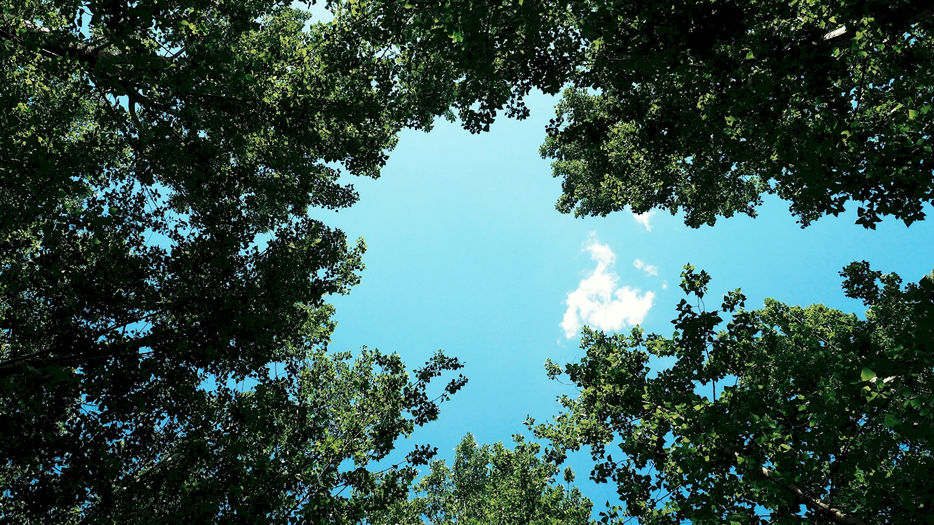 Голубое небо и деревья