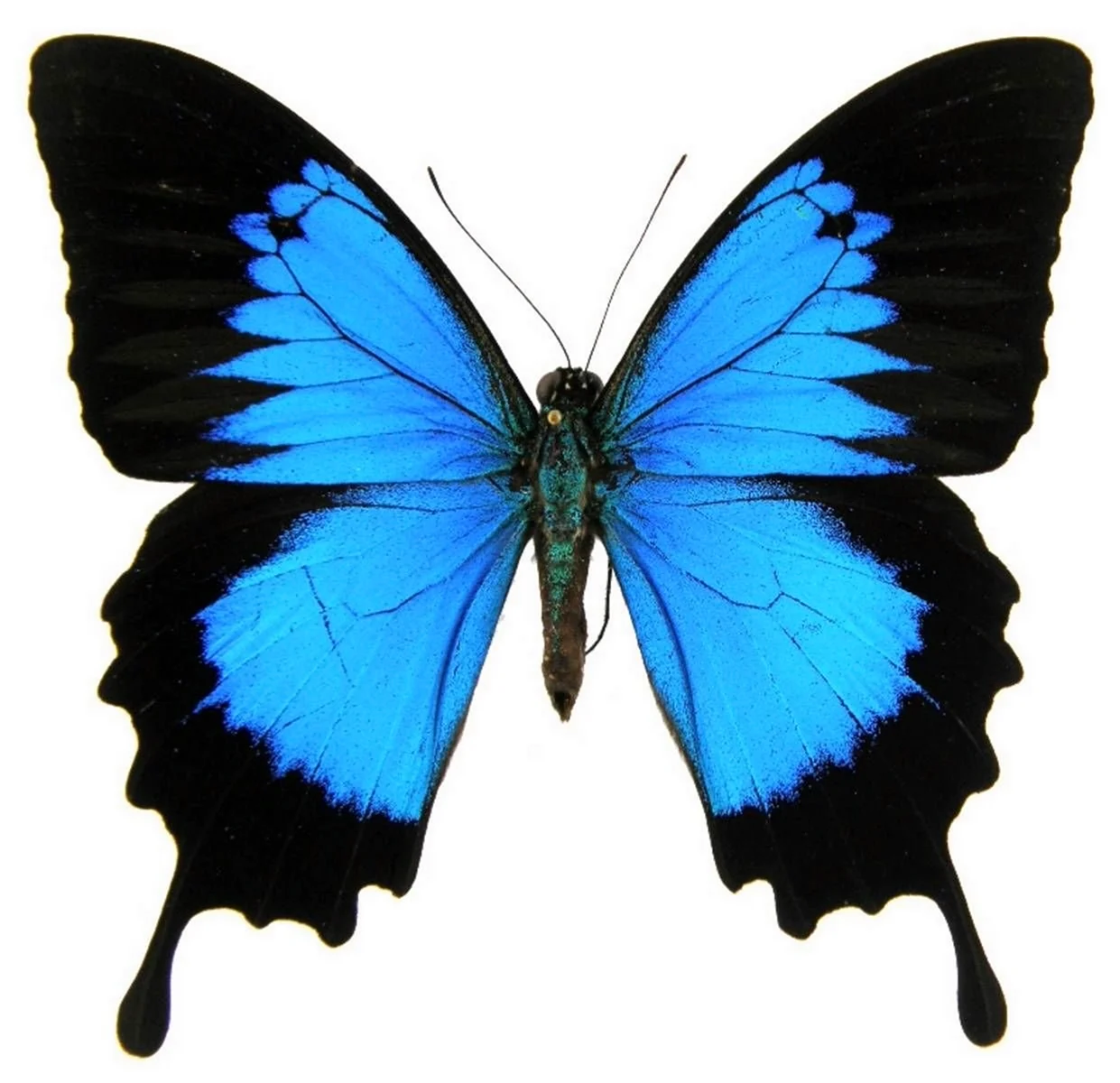 Голубой Махаон бабочка