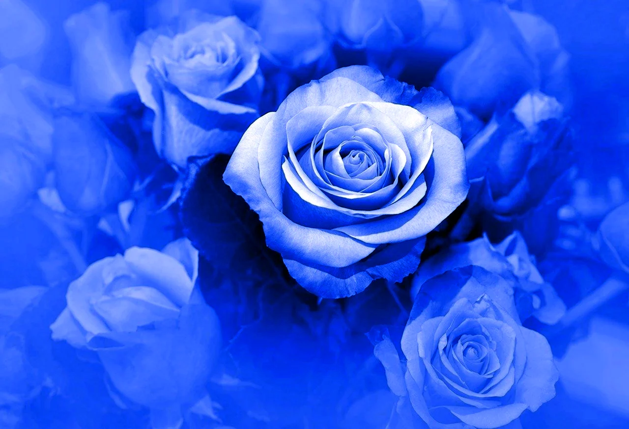 Голубые розы Эстетика
