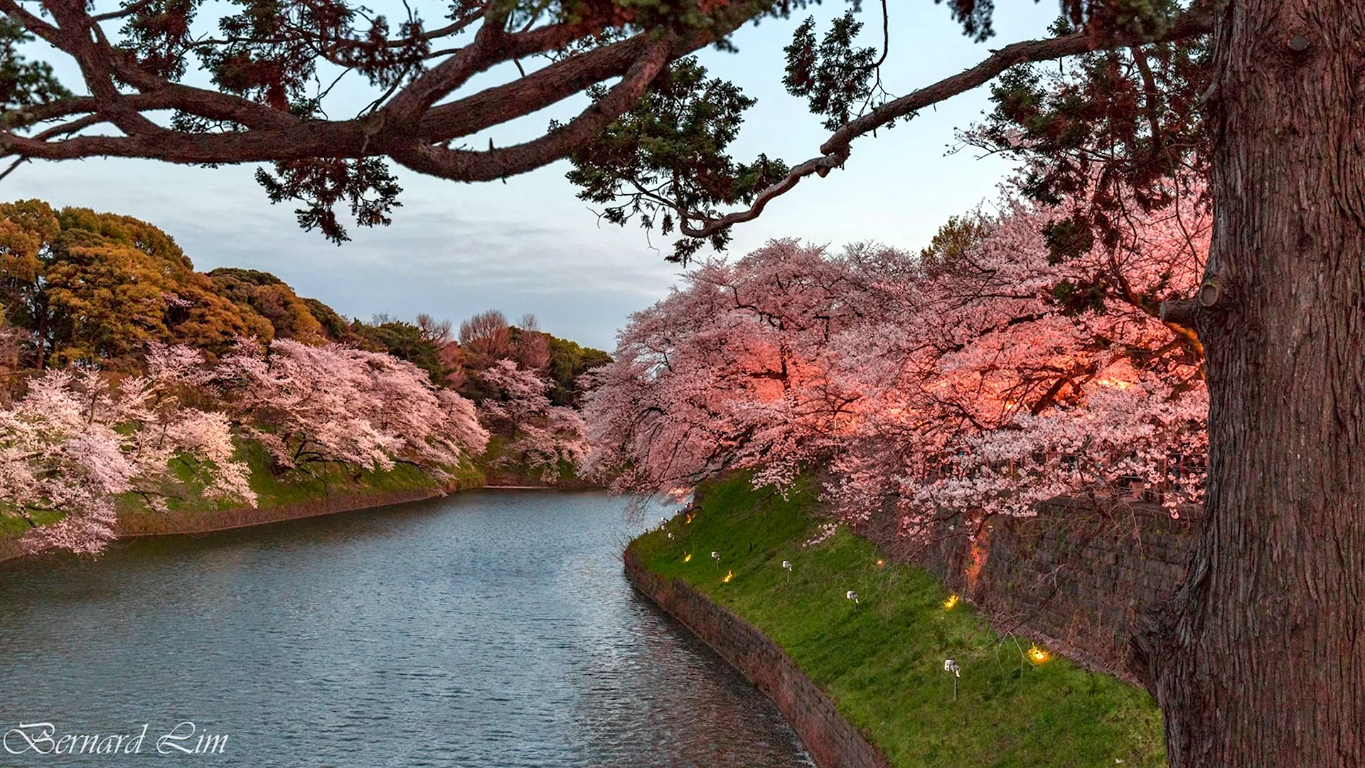 Гора Есино Япония сад Сакуры