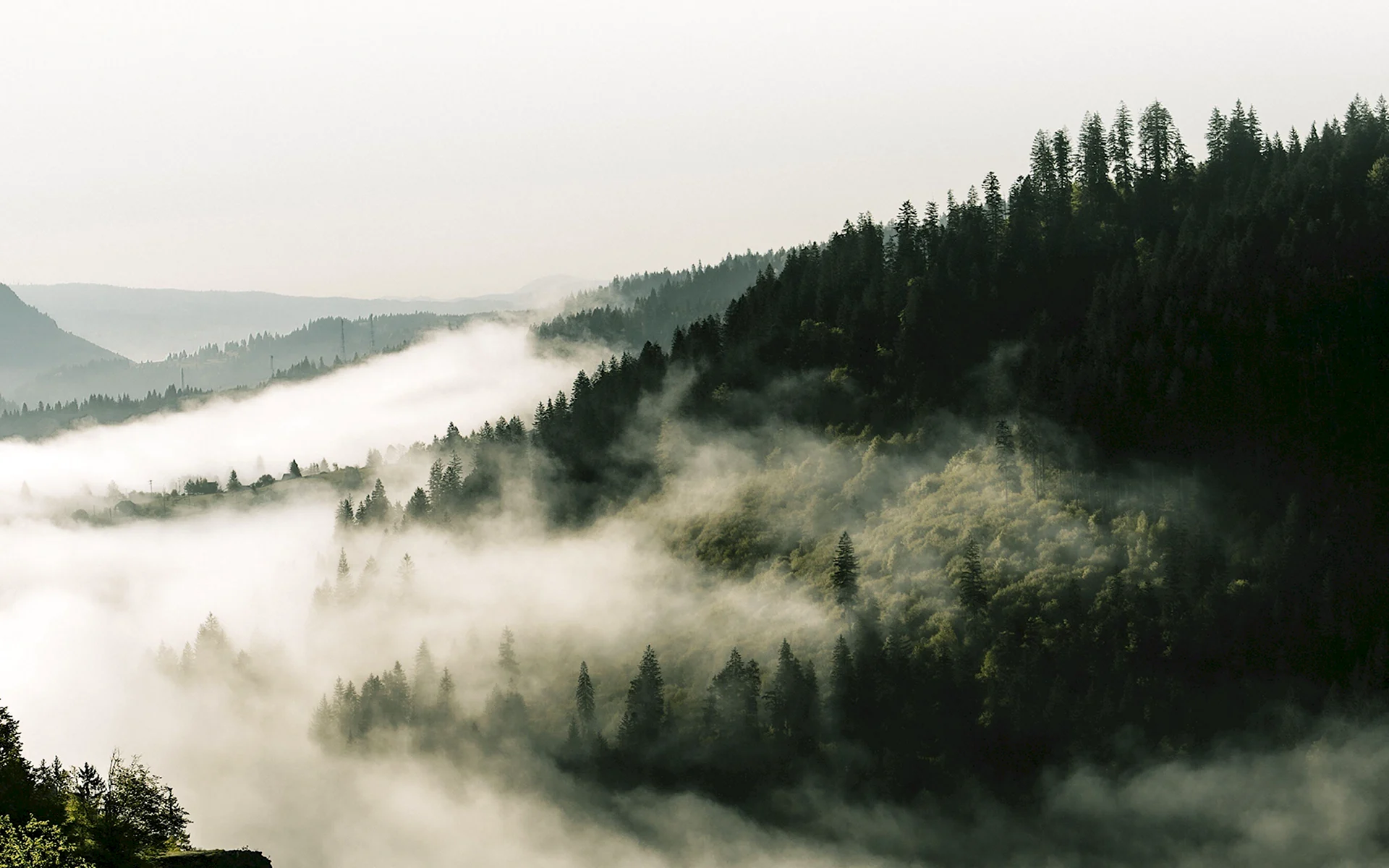Горы и лес в тумане 4к