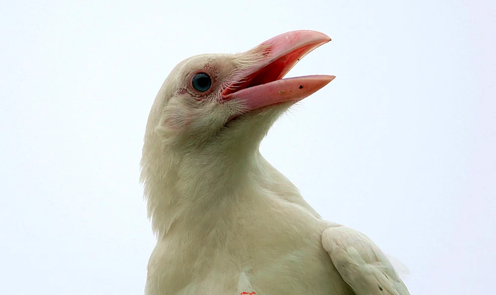 Грач альбинос