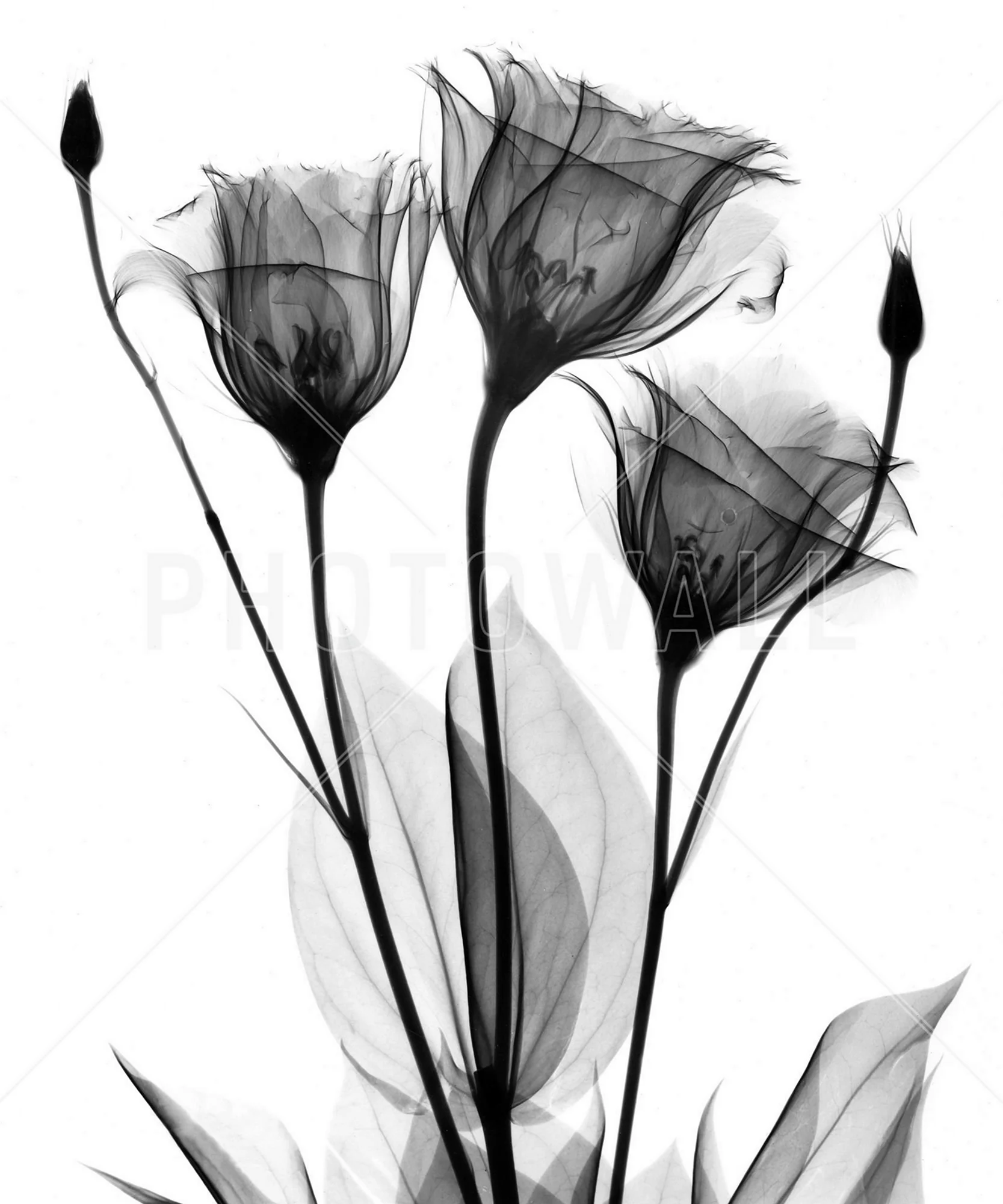 Графика цветы черно белые