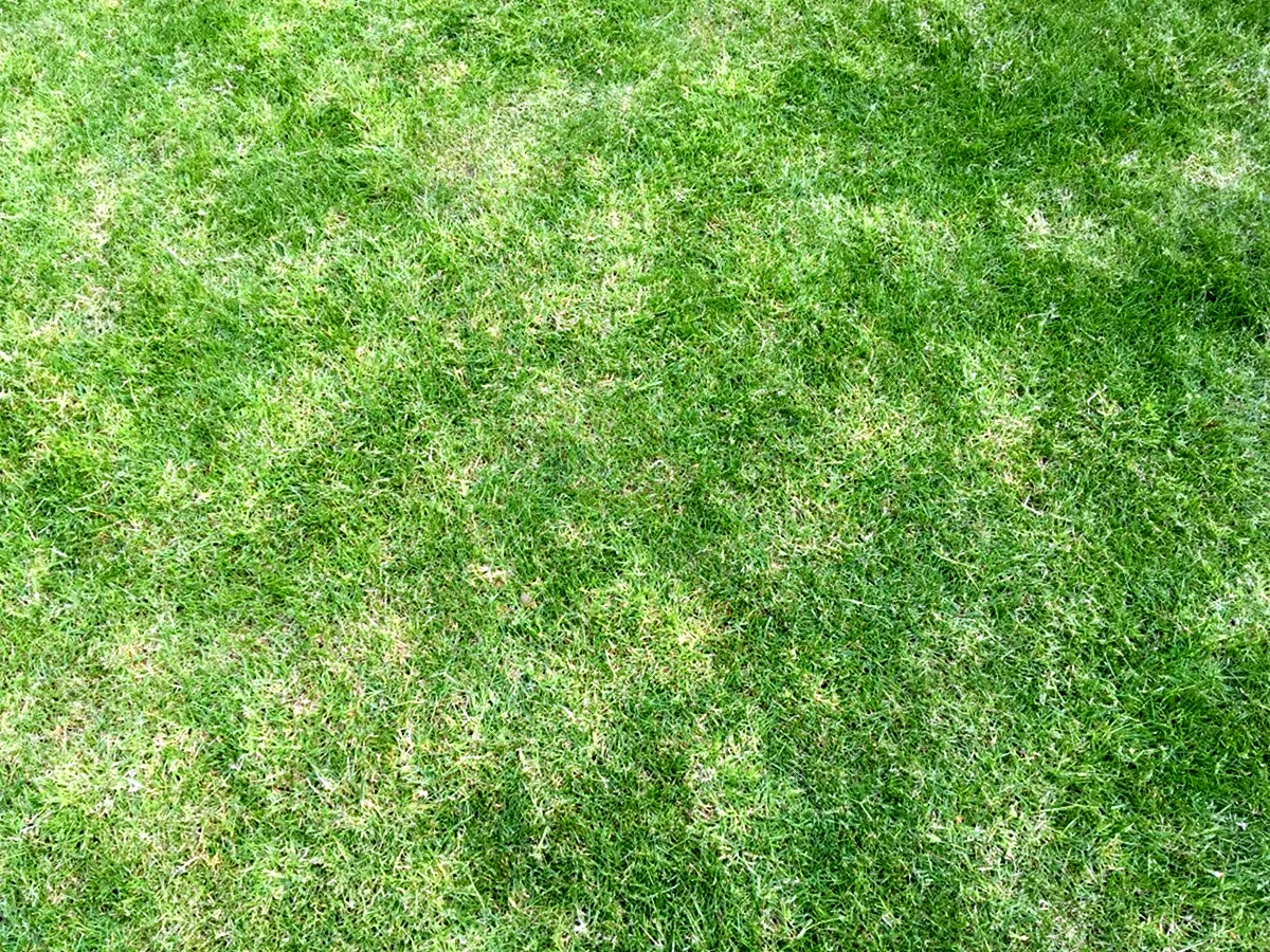 Grass texture 8к