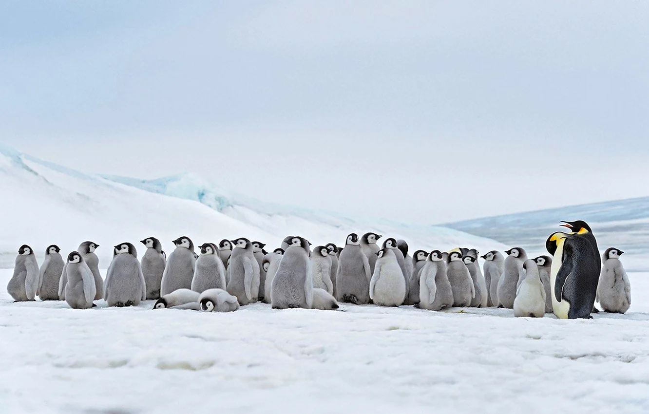 Гренландия пингвины