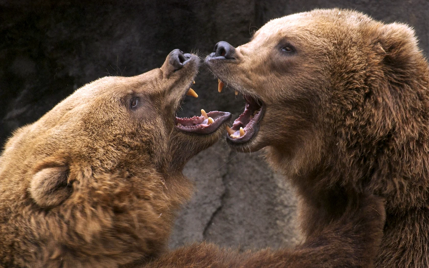 Гризли против бурого медведя