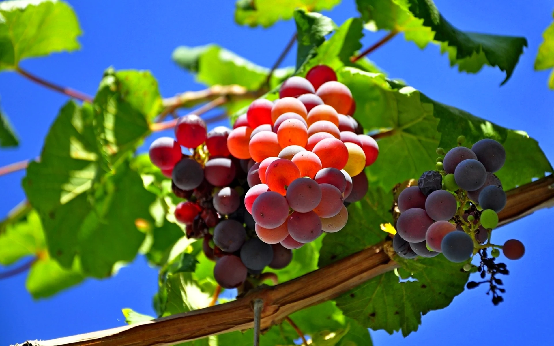 Гроздь винограда виноградник