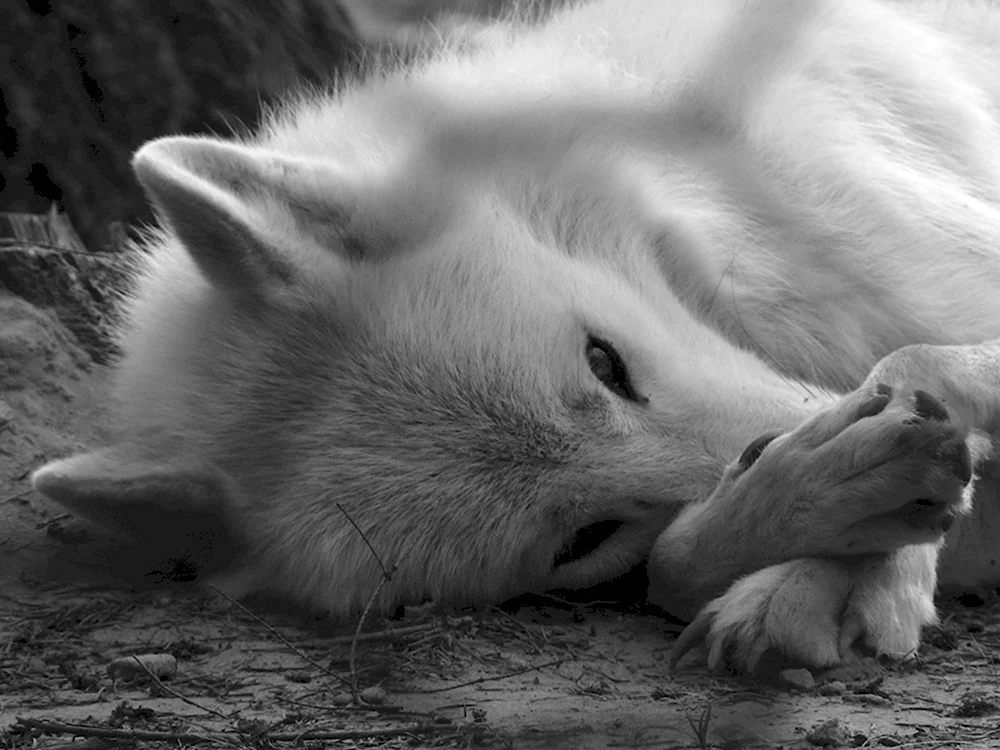 Грустный белый волк