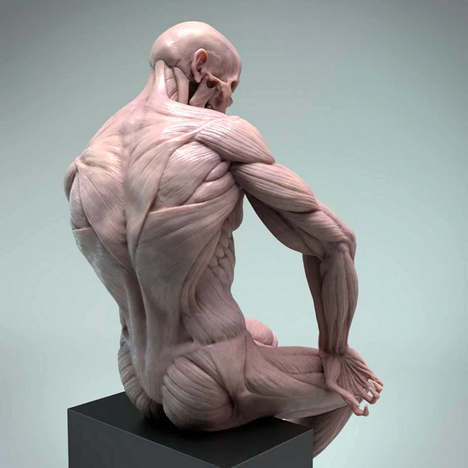 Гудон скульптура мышцы