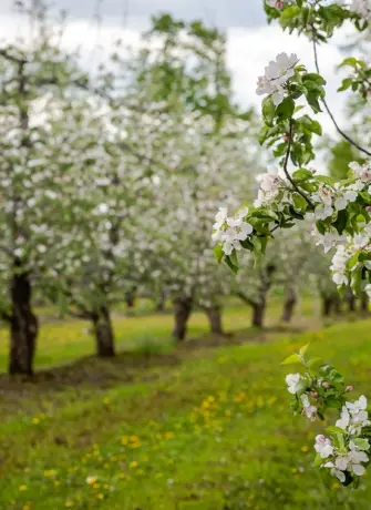 Яблоневый сад Псков