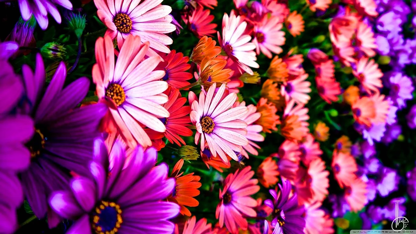 Яркие цветы