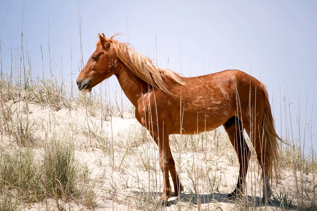 Испанский Мустанг лошадь