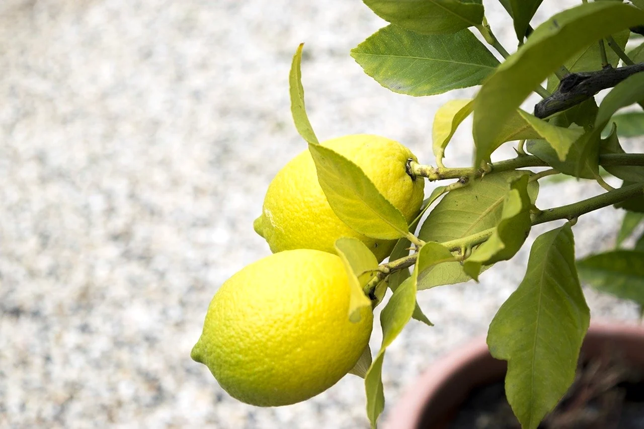 Калабрийский лимон