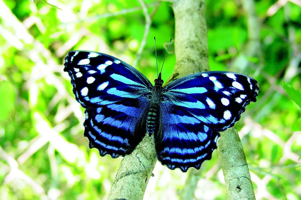 Калифорнийский синий Махаон бабочка