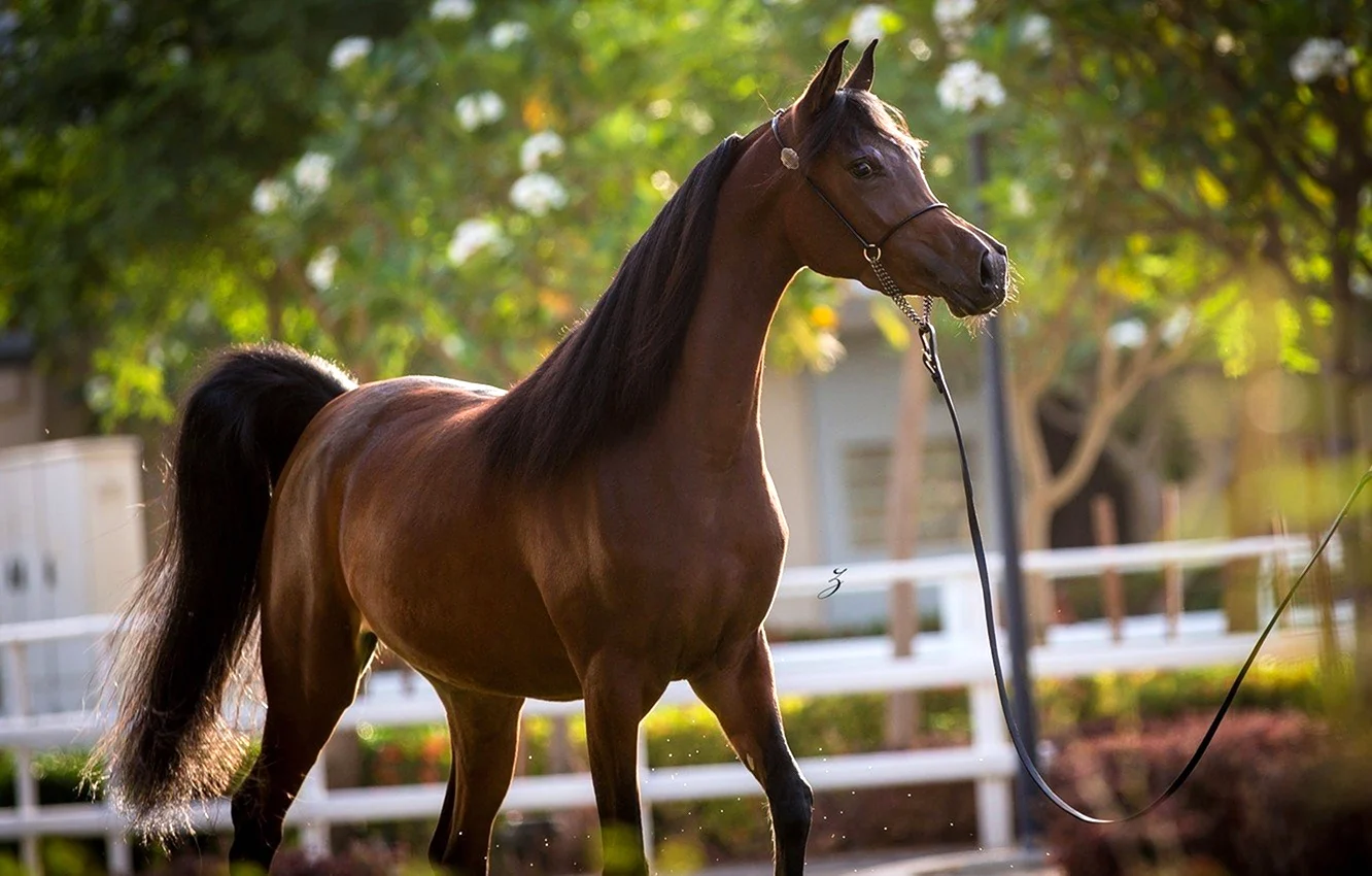 Караковая арабская лошадь