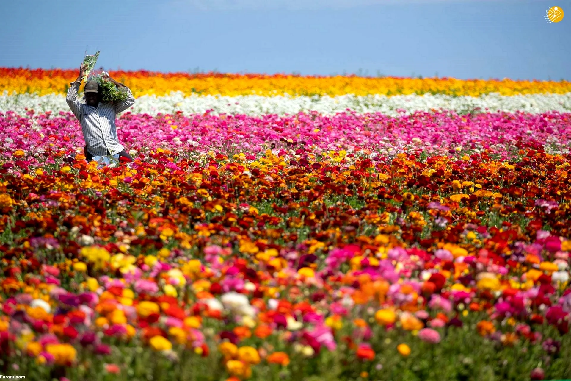Карлсбад Калифорния цветочные поля